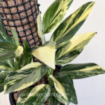 Monstera Standleyana Variegated