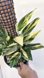 Monstera Standleyana Variegated