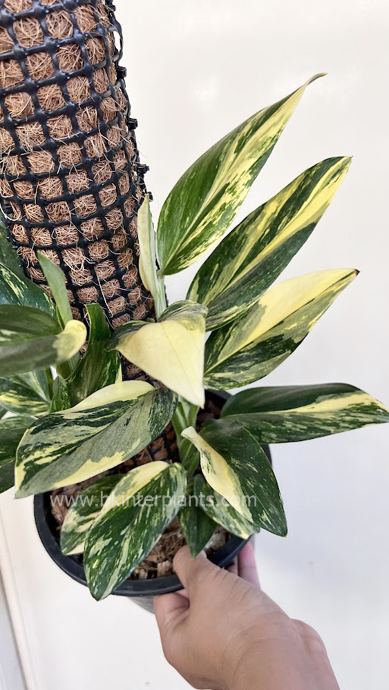 img_1703.jpg Monstera Standleyana Variegated - Image 1