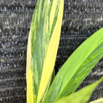 Epipremnum Amplissimum Aurea Variegated