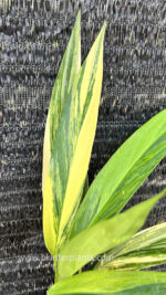 Epipremnum Amplissimum Aurea Variegated