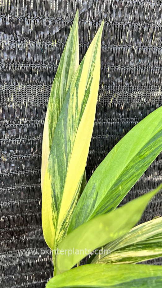 img_1786.jpg Epipremnum Amplissimum Aurea Variegated - Image 1