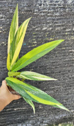 Epipremnum Amplissimum Aurea Variegated - Image 2