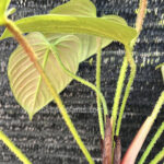 Philodendron Fuzzy Petiole