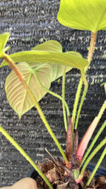Philodendron Fuzzy Petiole