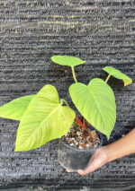 Philodendron Fuzzy Petiole - Image 4