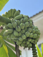 Musa Pitogo - Image 2