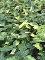 10 Plants Philodendron Burle Marx Variegated - Image 2