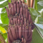 Musa Acuminata Red Dacca