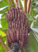 Musa Acuminata Red Dacca