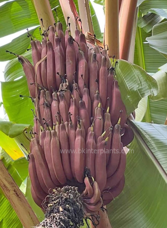 img_1908.jpg Musa Acuminata Red Dacca - Image 1