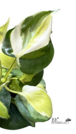 Philodendron hederaceum 'Gabby' - Image 3