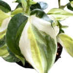 Philodendron hederaceum 'Gabby'