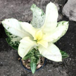 ADENIUM "Super White"