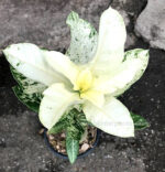 ADENIUM "Super White"