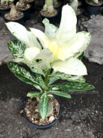ADENIUM "Super White" - Image 3