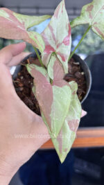 Syngonium Pink Salmon - Image 4