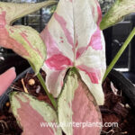 Syngonium Pink Salmon