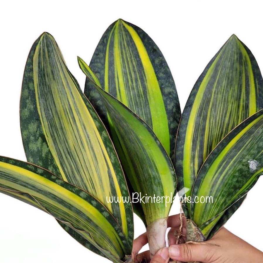 img_1959.jpg Sansevieria " Masoniana Yellow VARIEGATED Vol.2 " - Image 1