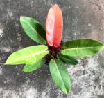 Philodendron Red Cherry Leaf - Image 2