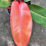 Philodendron Red Cherry Leaf