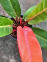 Philodendron Red Cherry Leaf - Image 3