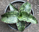 Sansevieria Hybrid "Cleopatta - Image 4