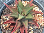 Haworthia Fire Red