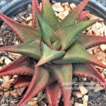 Haworthia Fire Red