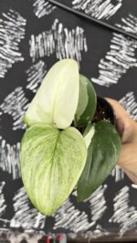 Scindapsus Moonlight Albo Variegated - Image 4