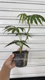 Anthurium Polyschistum - Image 2