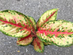 AGLAONEMA " 10 Carat "
