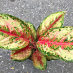 AGLAONEMA " 10 Carat "