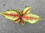 AGLAONEMA " 10 Carat " - Image 2
