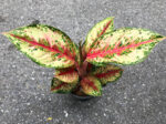 AGLAONEMA " 10 Carat " - Image 3