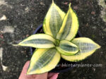 Sansevieria " Double Golden " - Image 5