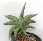 Sansevieria " 1970 Blue Hybrid " - Image 2