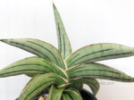 Sansevieria " 1970 Blue Hybrid " - Image 6