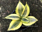 Sansevieria " Double Golden " - Image 4