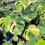 10 Plants Monstera Aurea 3 Color Variegated