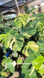 10 Plants Monstera Aurea 3 Color Variegated