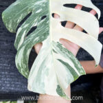 Monstera Albo Variegated 1 Leaf