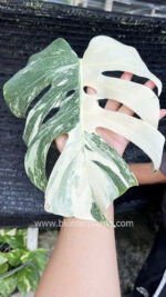 Monstera Albo Variegated 1 Leaf