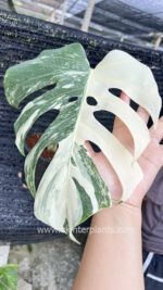 Monstera Albo Variegated 1 Leaf - Image 2
