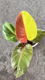 5 Plants Philodendron Red Moon Variegated - Image 2