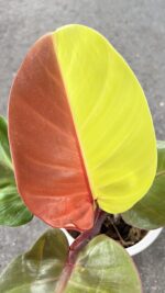 10 Plants Philodendron Red Moon Variegated