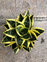 Sansevieria " Pagoda Yellow Variegated " - Image 2