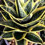 Sansevieria " Pagoda Yellow Variegated "