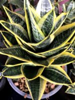 Sansevieria " Pagoda Yellow Variegated "
