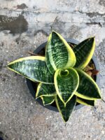 Sansevieria " Pagoda Yellow Variegated " - Image 3